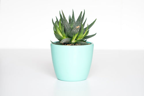 FEJKA Artificial Plant indoor